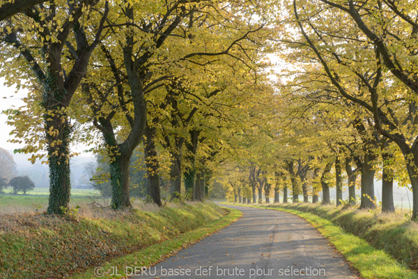 paysage automne